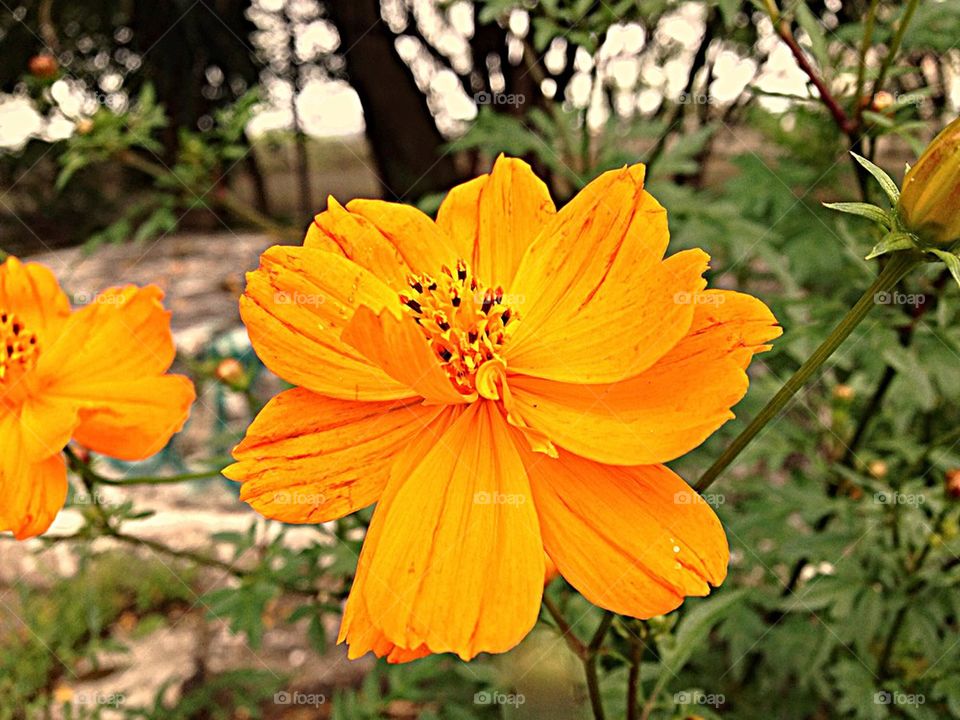 happy nature flower orange by guilherme.degani