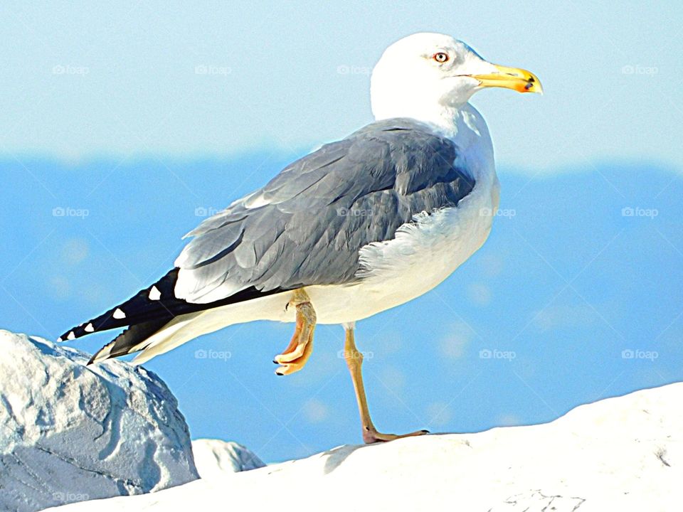 Seagull