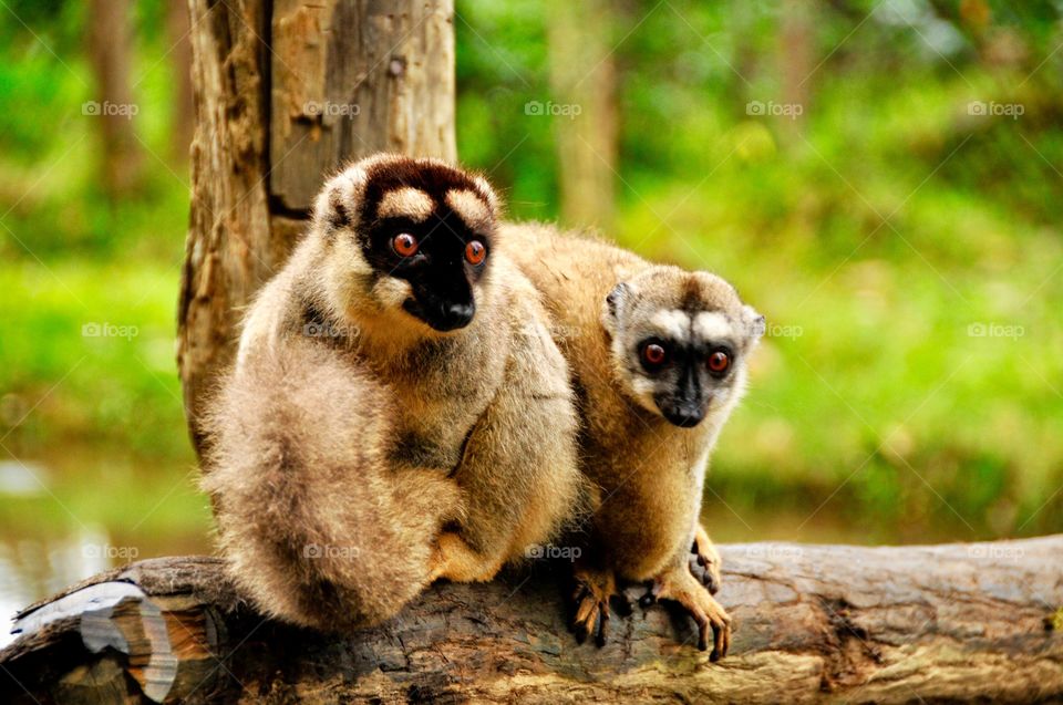 Lemurs