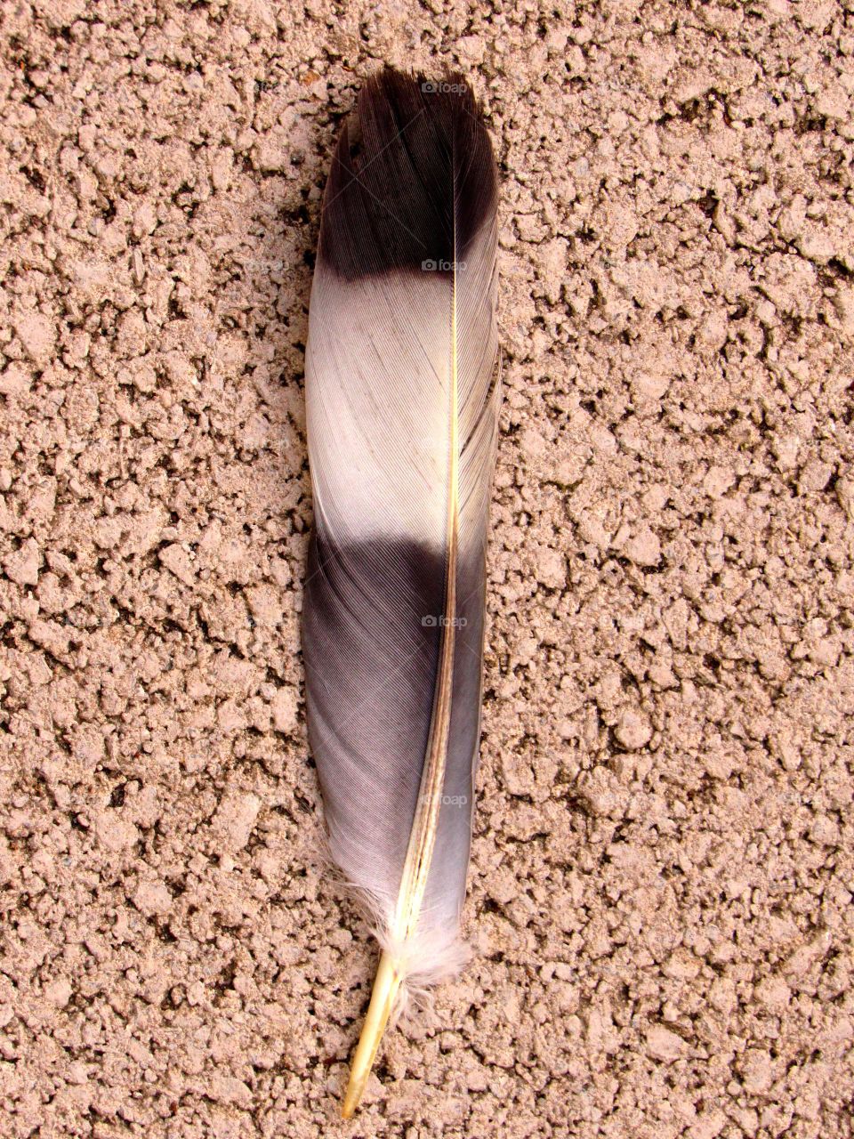 feather