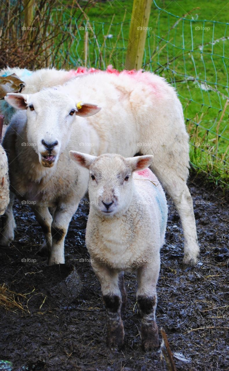 Sheep and a lamb in wales