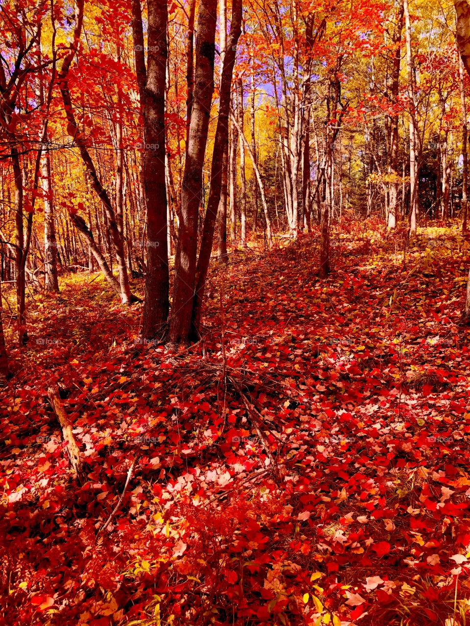 Autumn colour 