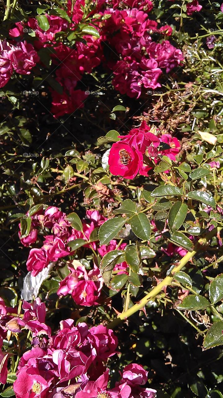 Rose with a bee. Out at the park