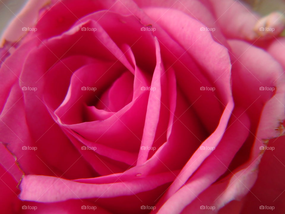 rose. macroshot of pink rose