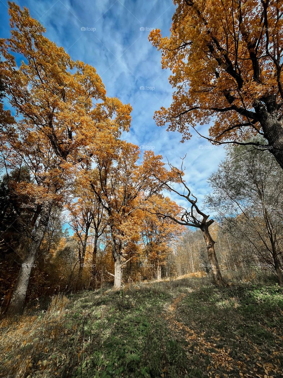 Autumn forest with old oaks 