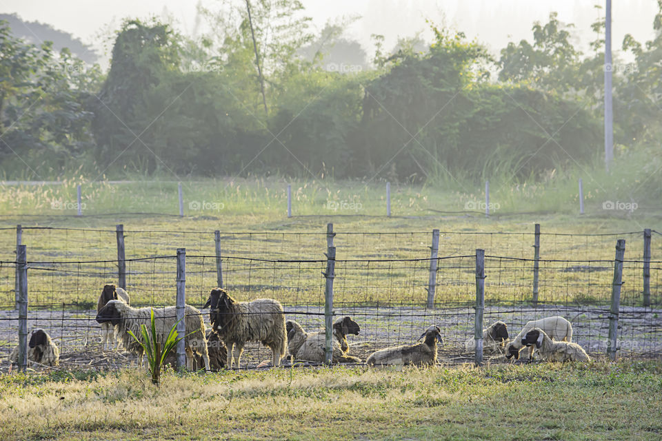 Sheep in the fence on the grass and the morning sun.