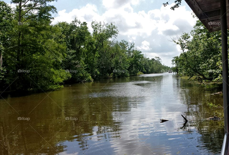 New Orleans Swamp