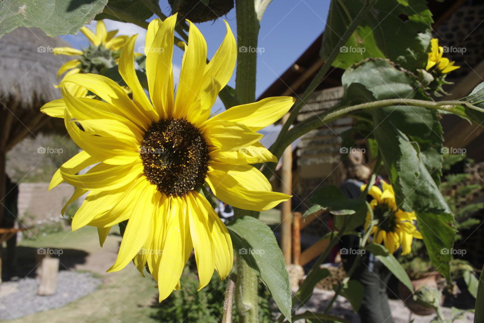 Sunflower. Snack break on the way to Machu Picchu