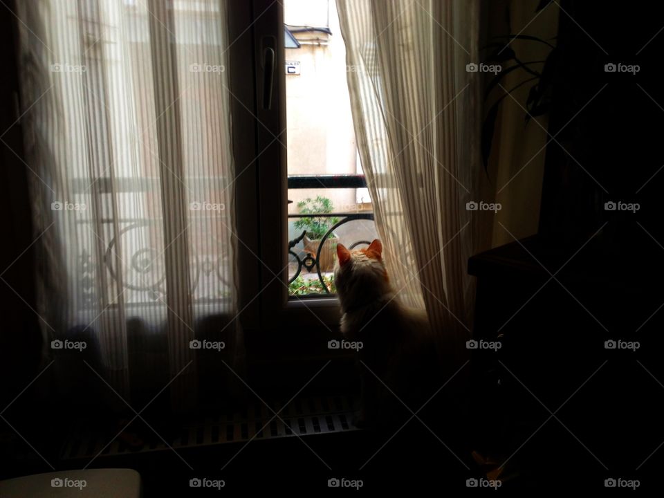 Cat looking out of window...