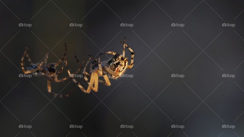 Araña