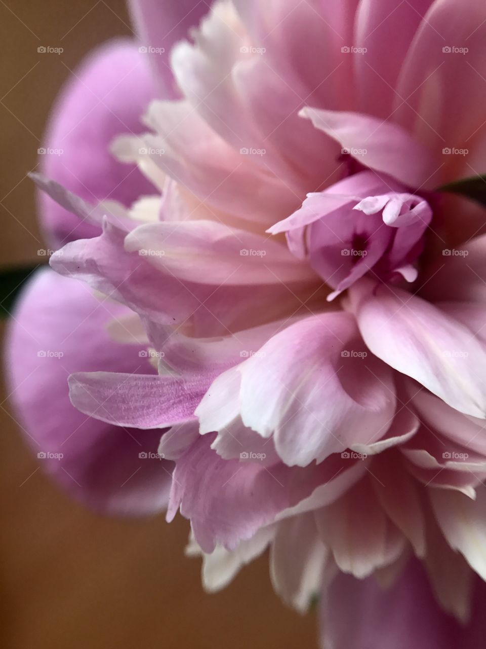 Pink peony 