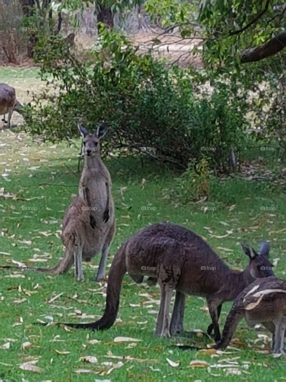 Australia, kangaroos