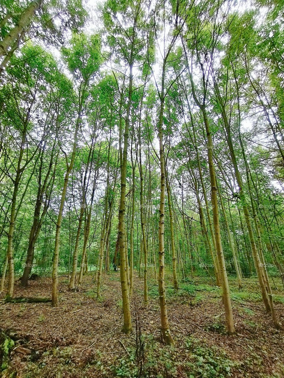 Green fairy tale forest