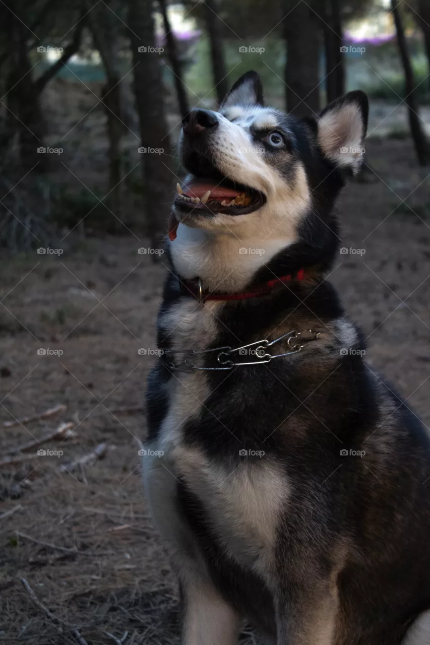 Hasky dog, animal