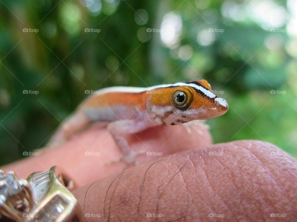 Gecko