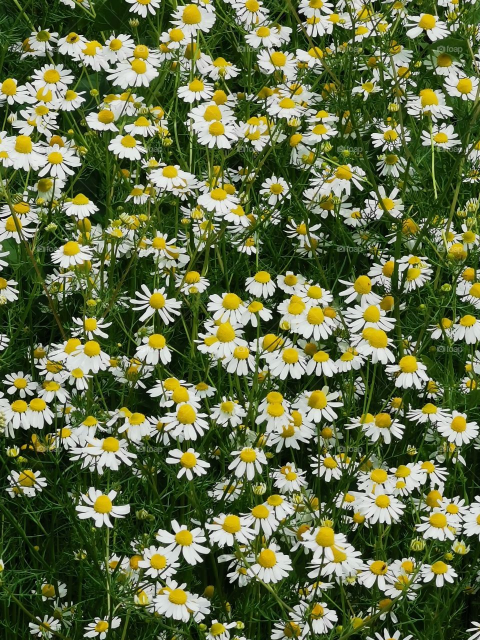 Camomile