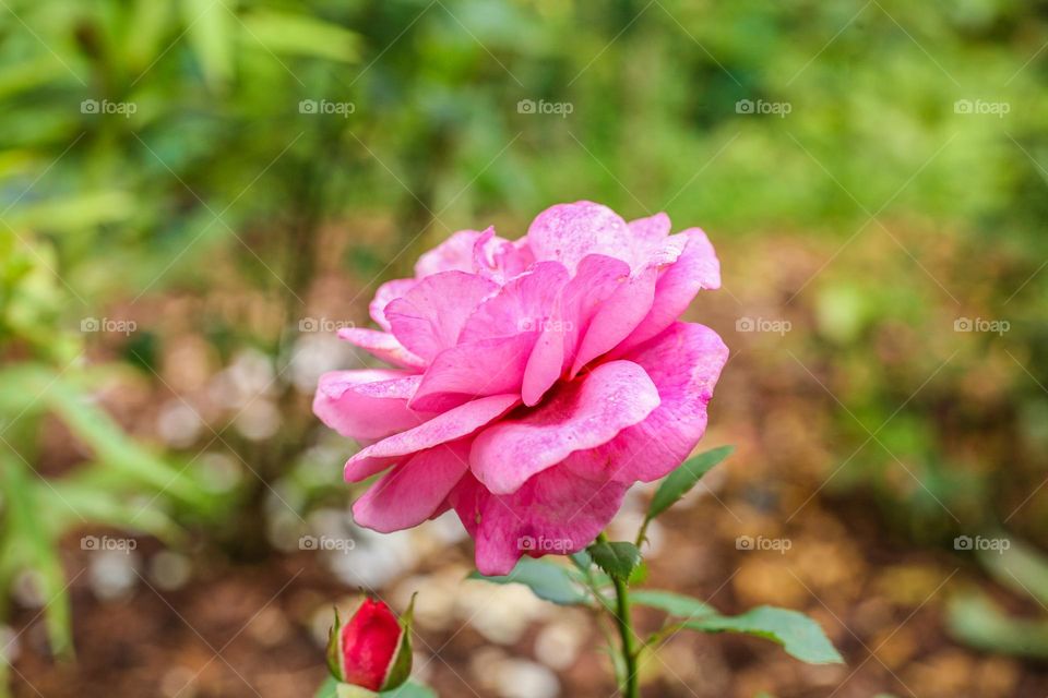China rose, a species of Roses 