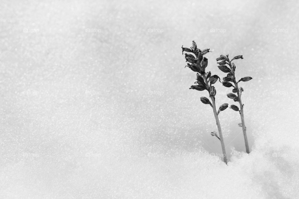 Plants in the snow, ninimalism