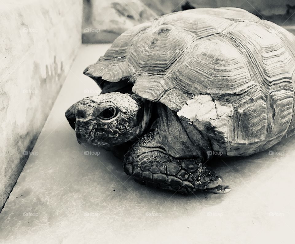 Hard life in the cage 