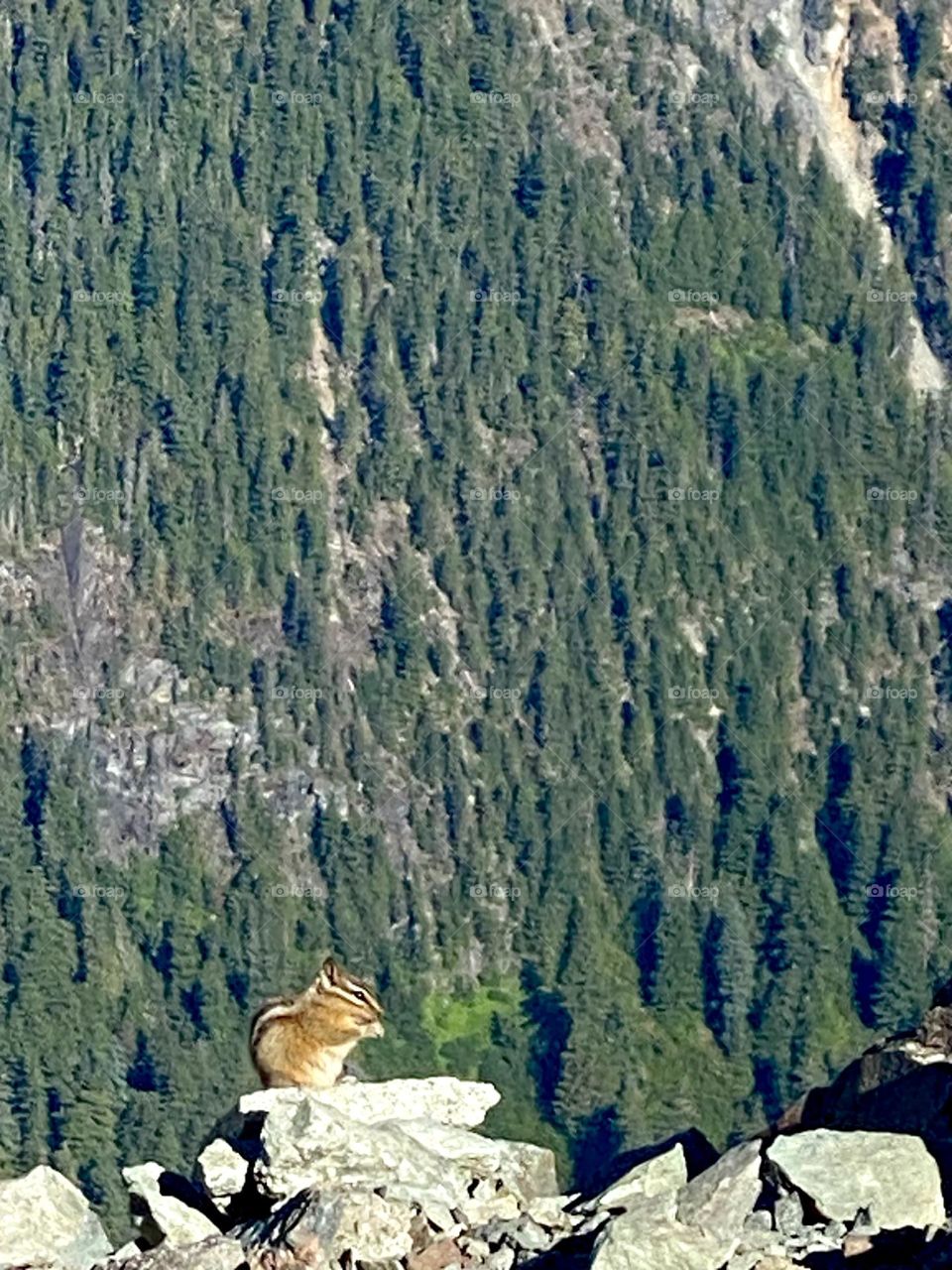 High Altitude Chipmunk With Trees.