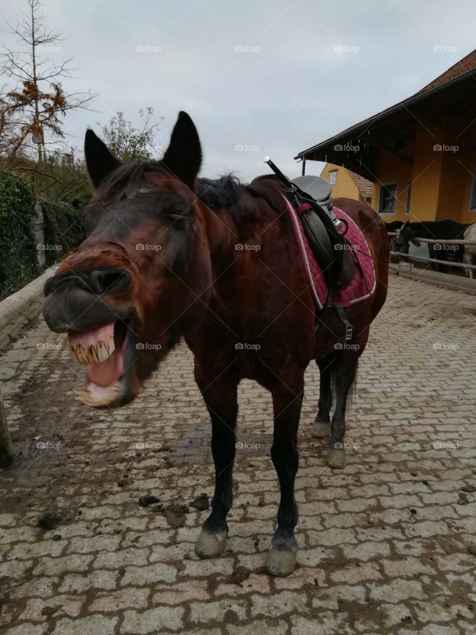 Laughing horse