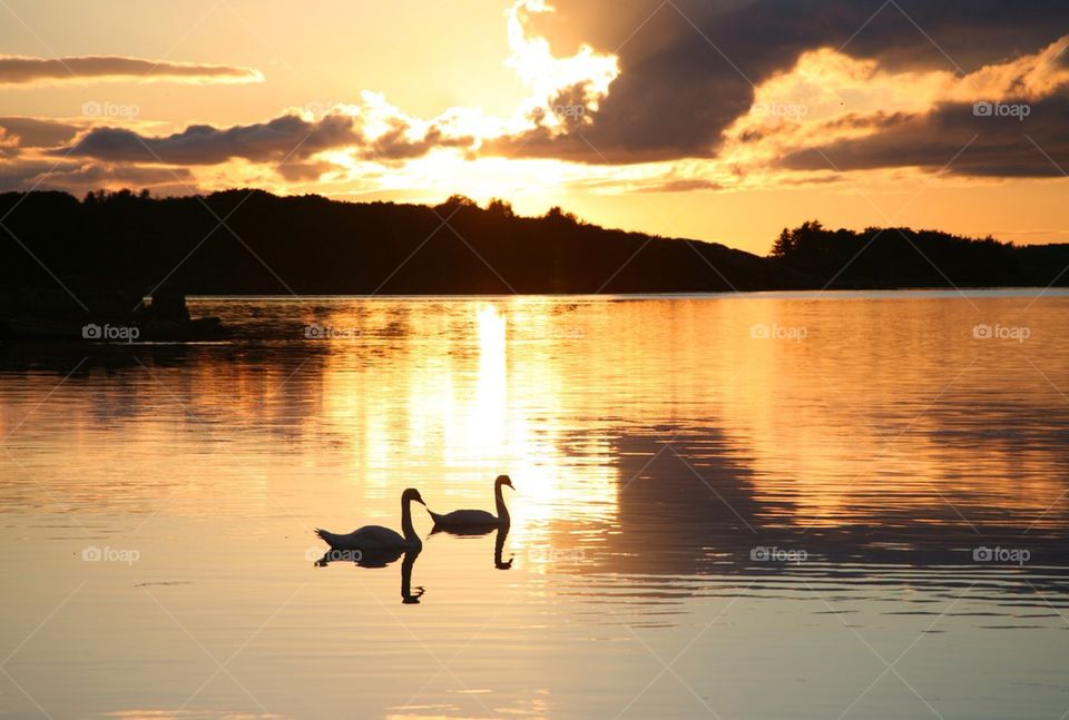 Swans in a fjord.