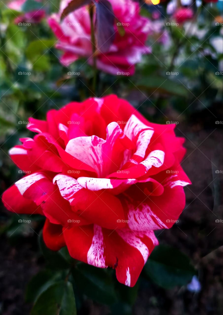rose