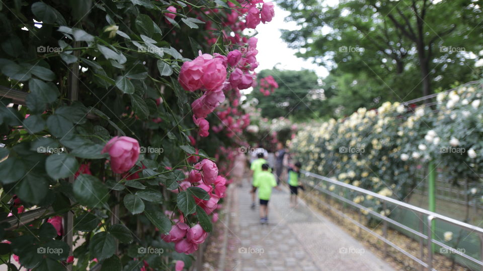 pink rose in the road