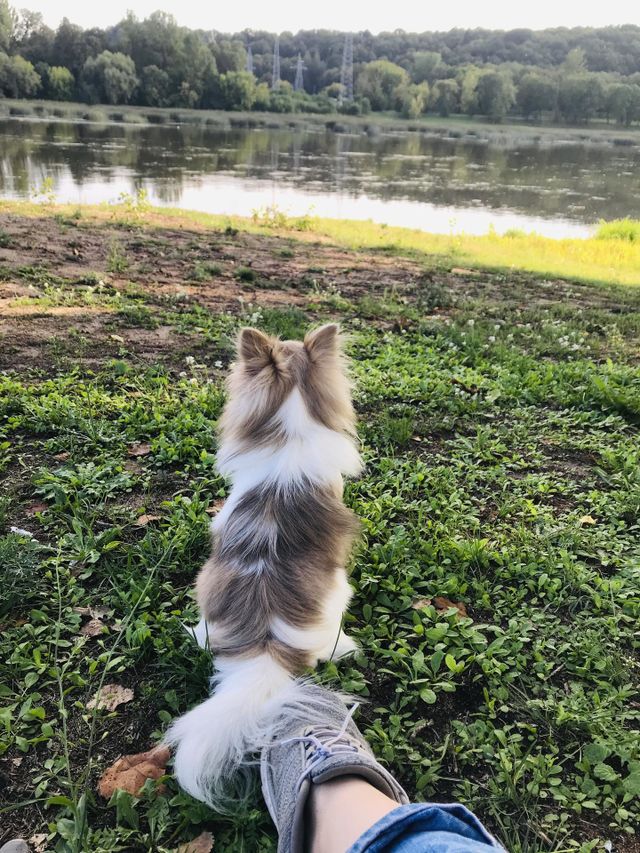 Chihuahua 