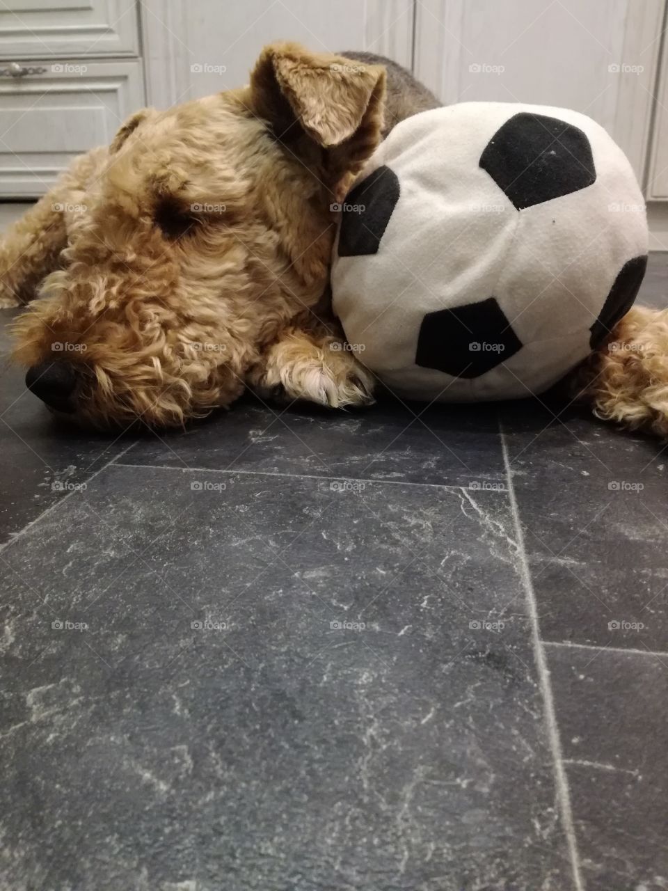 A cute Airedale Terrier lying down whilst cozying up with her toy football.