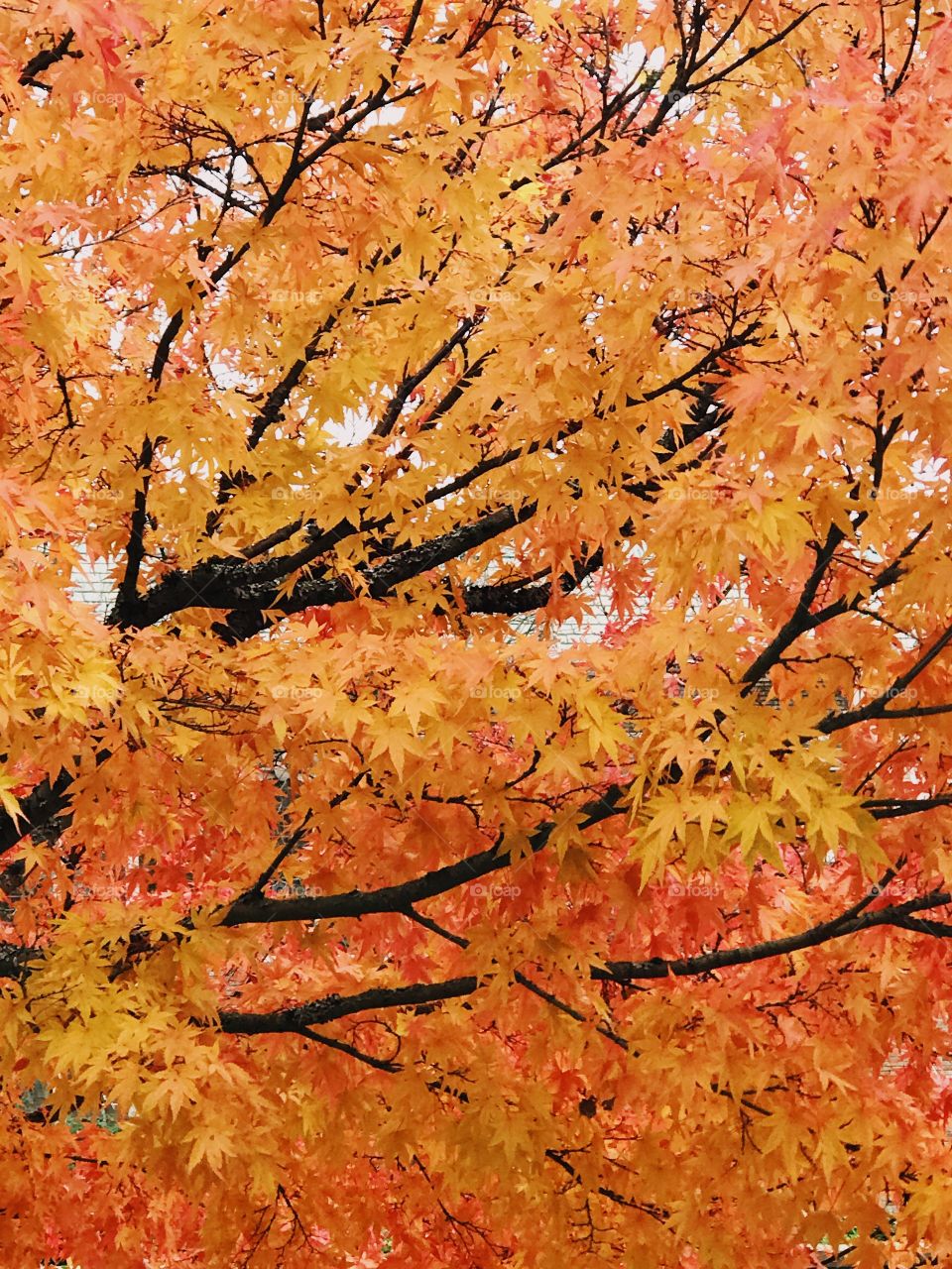 Fall scene in Seattle, Washington. 