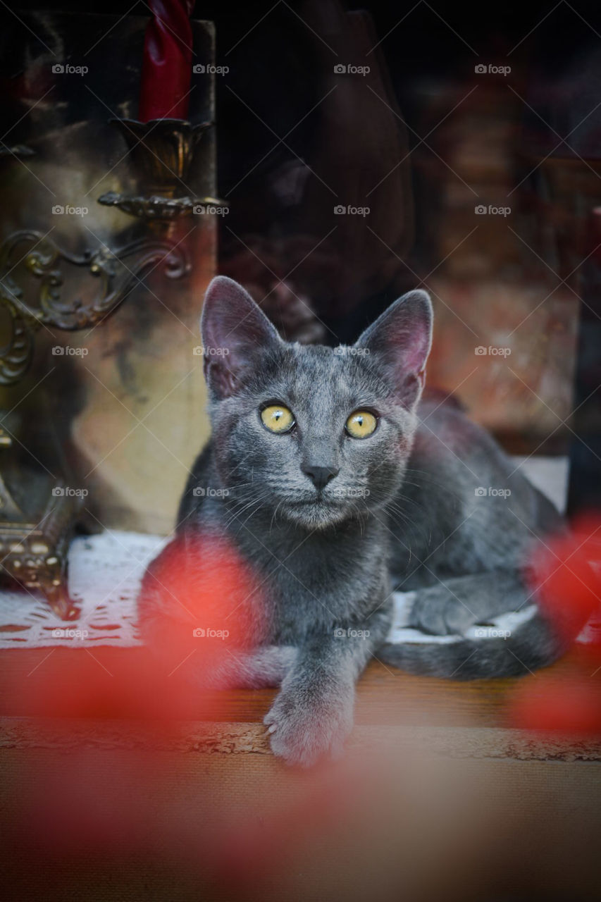 Russian blue kitten