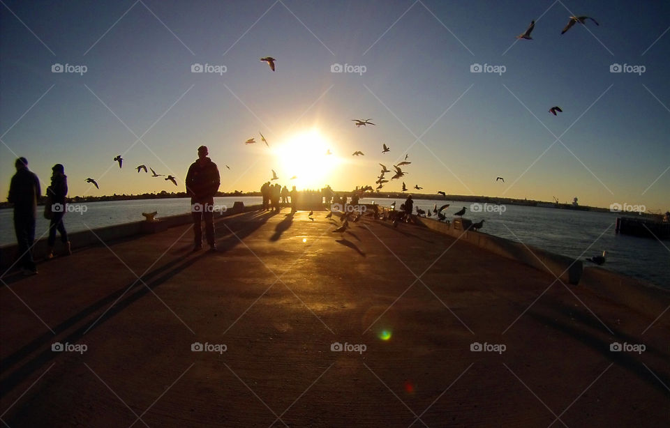 Sunset at the seaport, pidgeons flying, silhouette