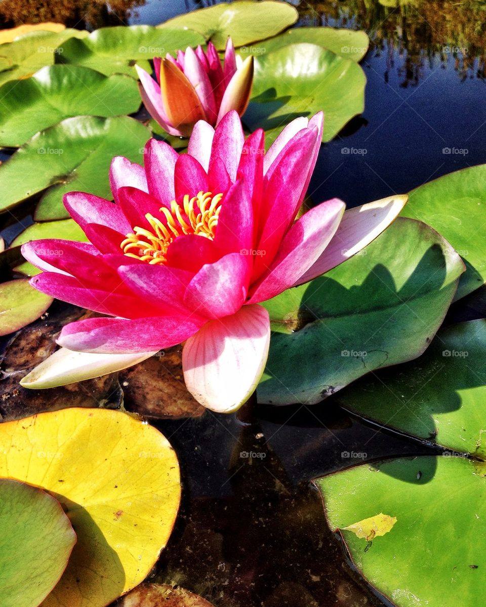 Water Lilly Pink 