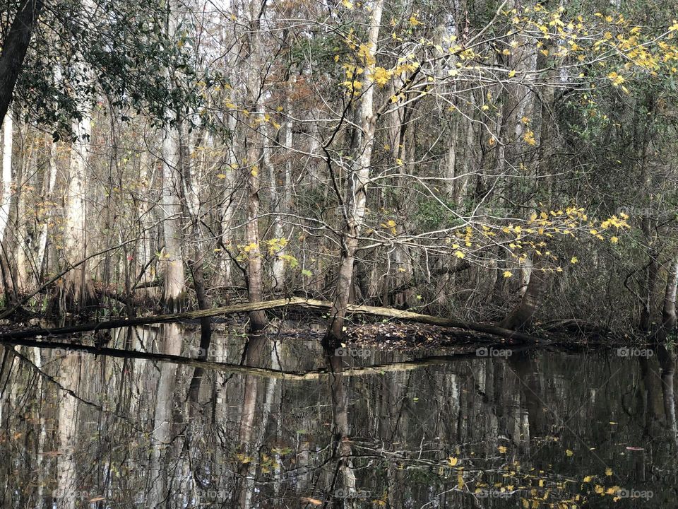 Hillsborough River