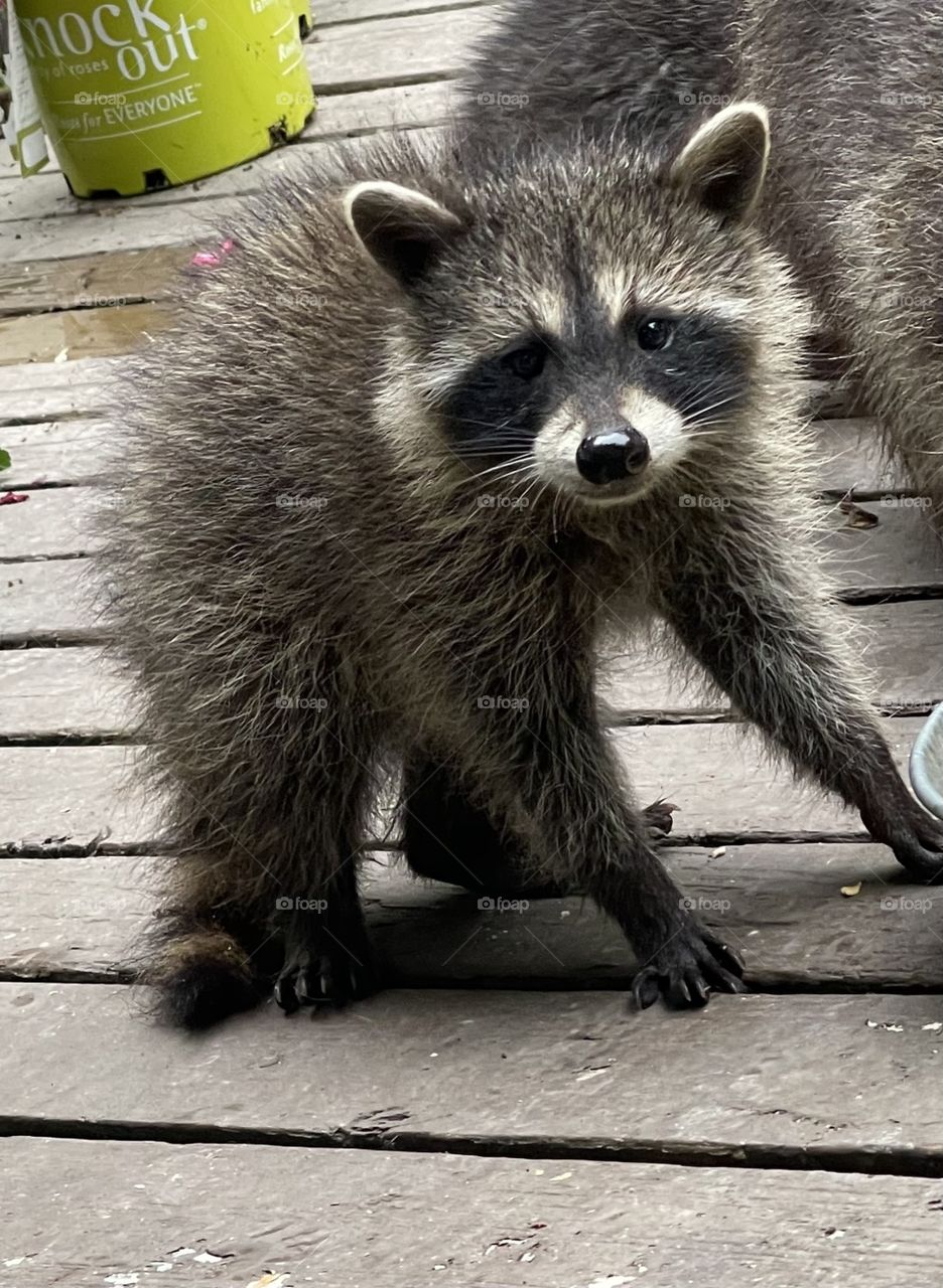 Baby raccoon 