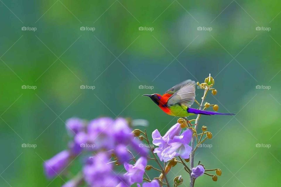 Colors in the Collision of Plant and Animal Spirits in Nature