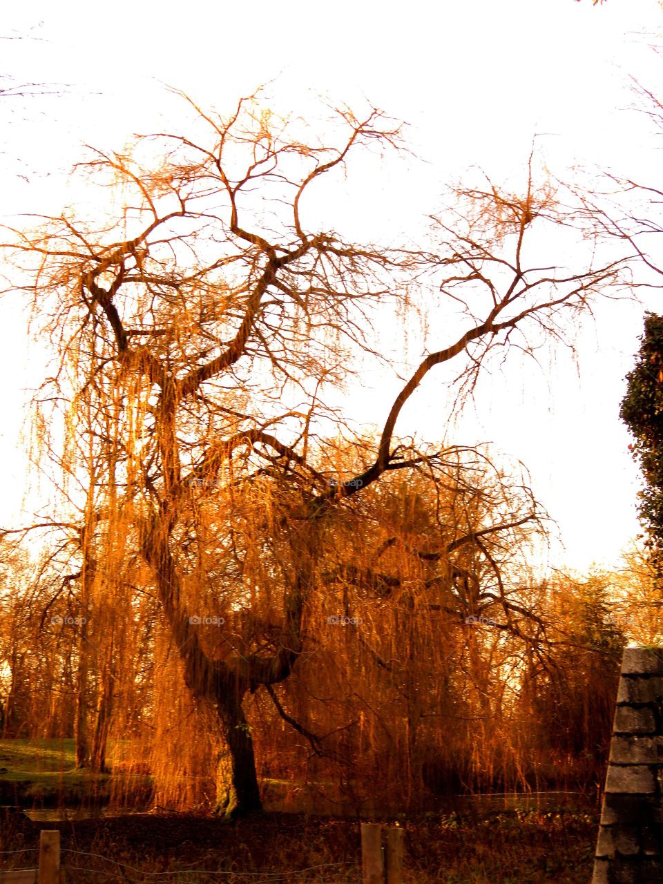 weeping willow