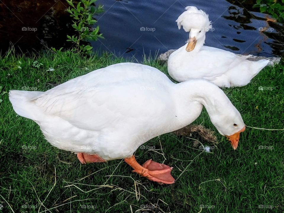 Duck and goose are happy together