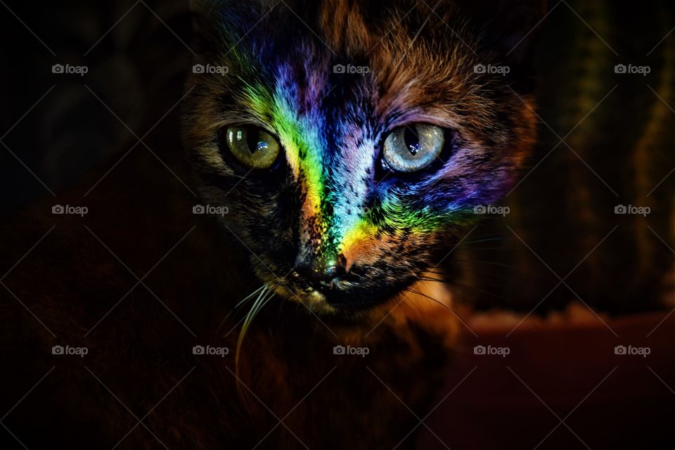 beautiful cat with big eyes and rainbow reflection on her face close up portrait