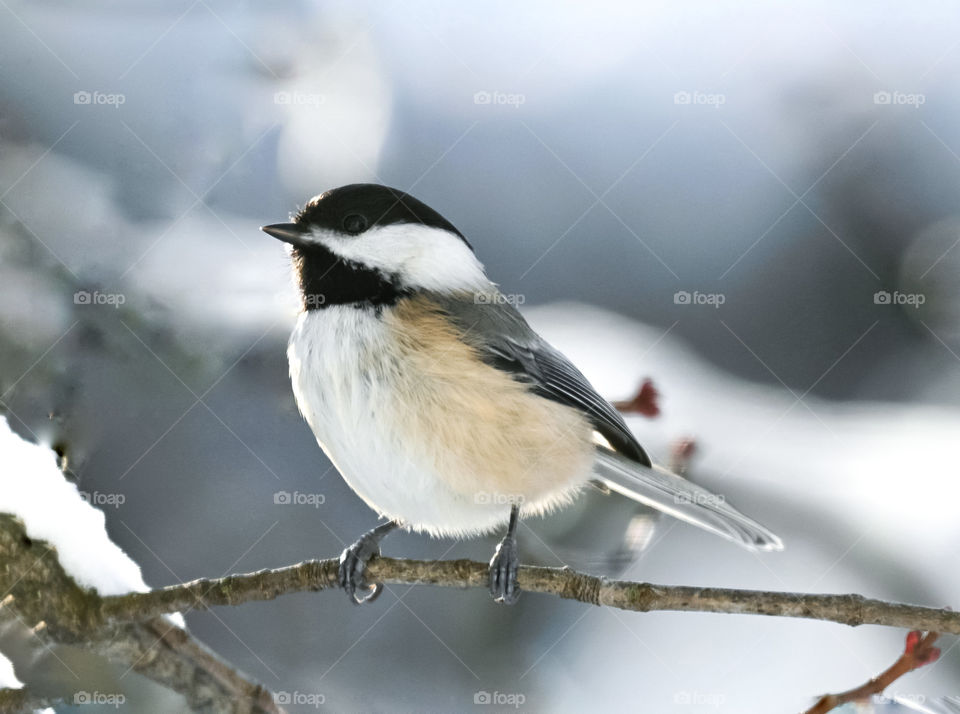 Sweet chickadee on a tree covered with snow