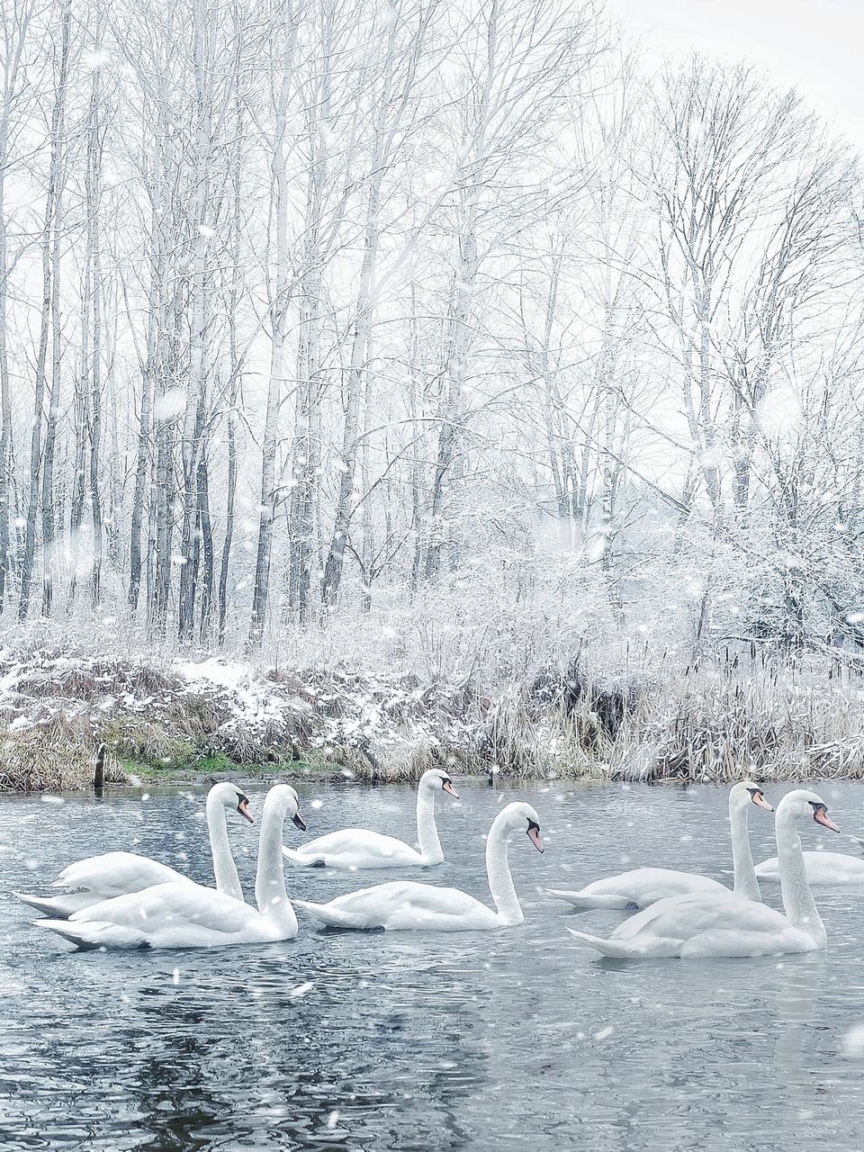 swans