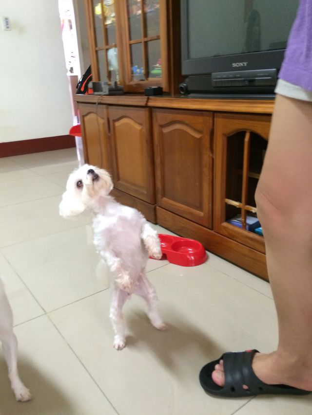 Puppy