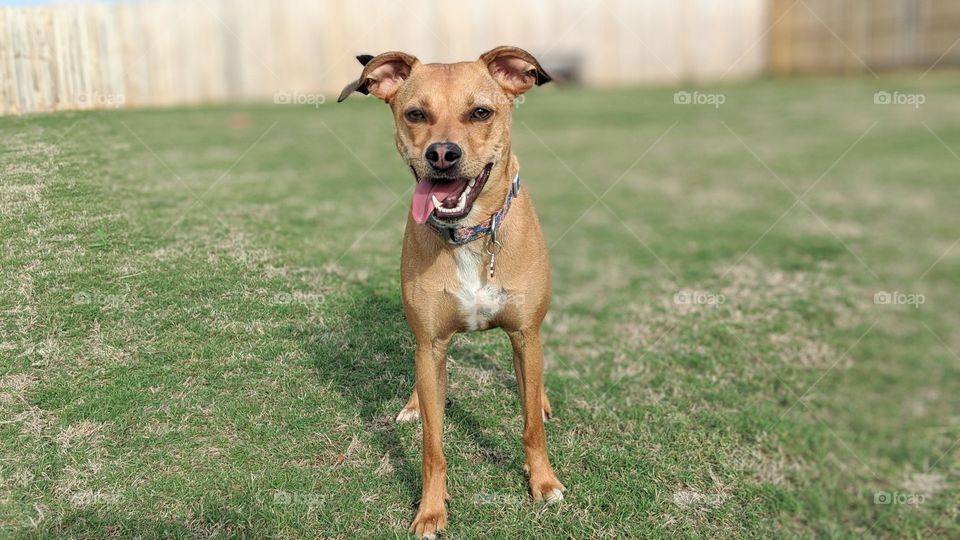 Smile on a happy pet