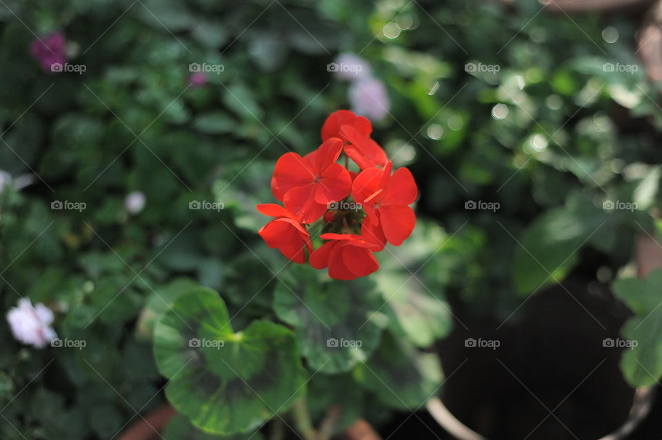 Red flower in Mountain