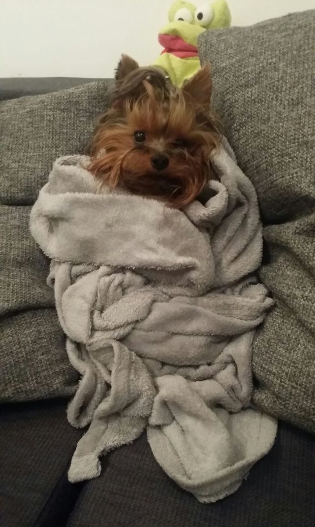 Dog burrito