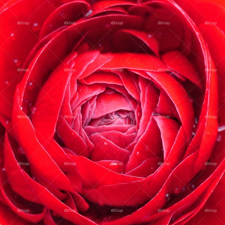 Close-up of a red flower