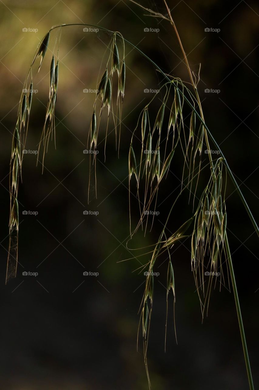Wild oat