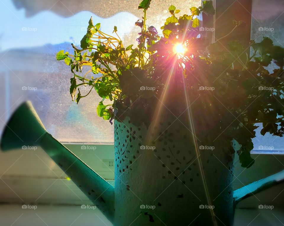 Beautiful sunlight peeking through a plant  in a kitchen window.