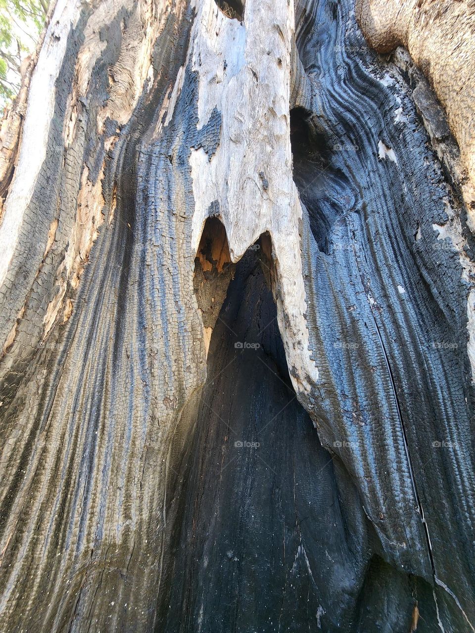 hollow tree interior